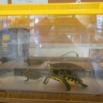 Les tortues débarquent chez Mmes Catherine et Rita. les-tortues-d%c3%a9barquent-chez-mmes-catherine-et-rita